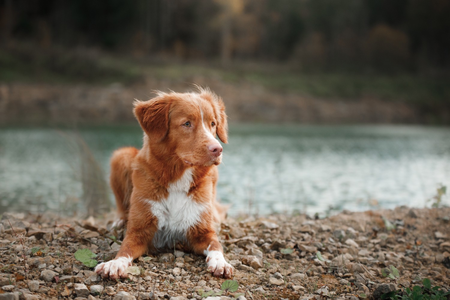 Thing To Do Pet-Friendly